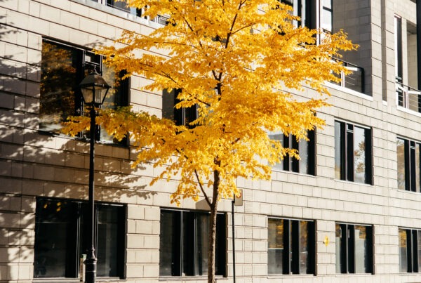 Legal strategies for challenging INTERPOL Red and Yellow Notices in parental child abduction cases.